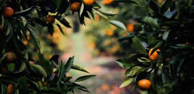 Mandarin grove