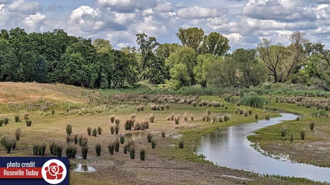 creek running through West Roseville offers ideal breeding grounds for mosquitoes