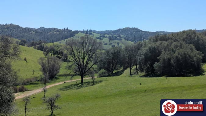 Trees and grass pollination during spring