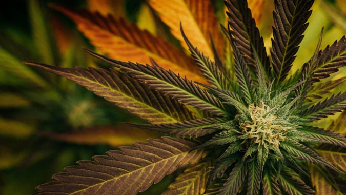 cannabis plant