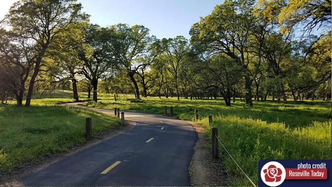 Blue Oaks