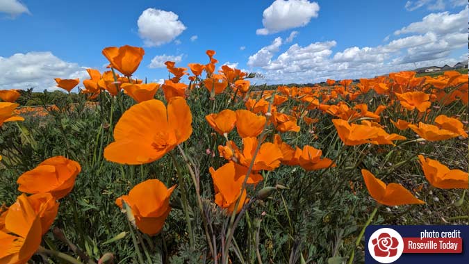 California Poppy