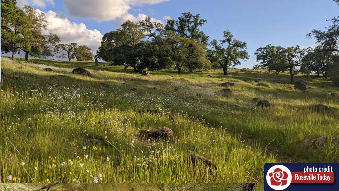 Clover Valley