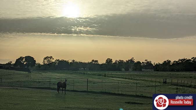horse