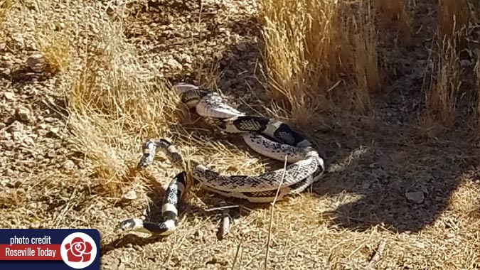 Snakes fighting it out in Scottsdale