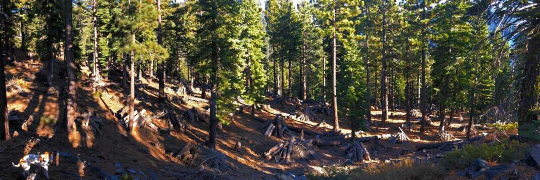 Tahoe Fun Biomass study