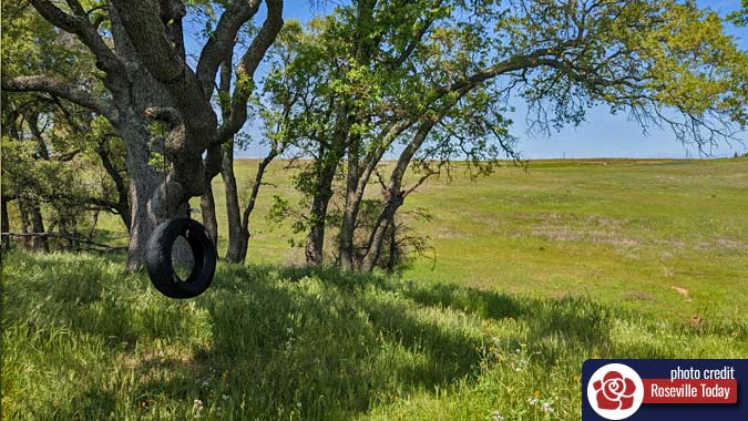Tree swing in Roseville