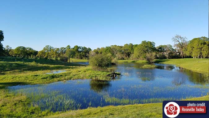 Vernal pond in Roseville