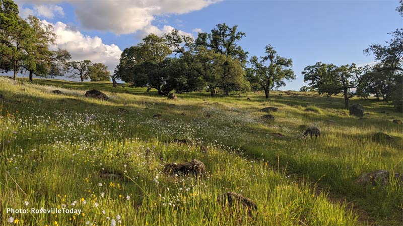 Clover Valley
