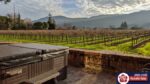 Vineyard view from Harvest Inn