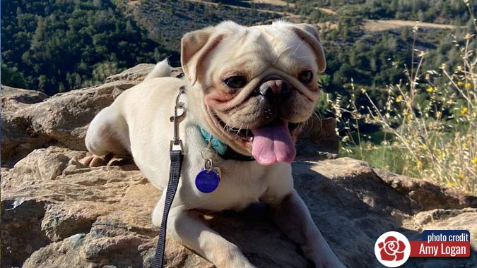 Pug dog
