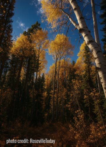 quaking aspen change colors and pines watch over the forest
