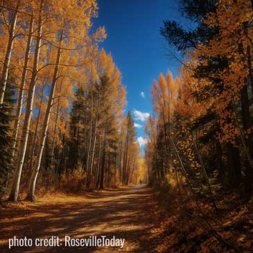 colorful trails during autumn changing of leaves