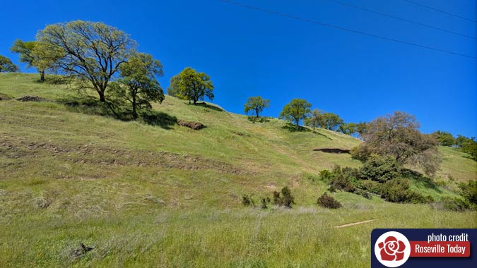 Tree dotted hill covered in green grass
