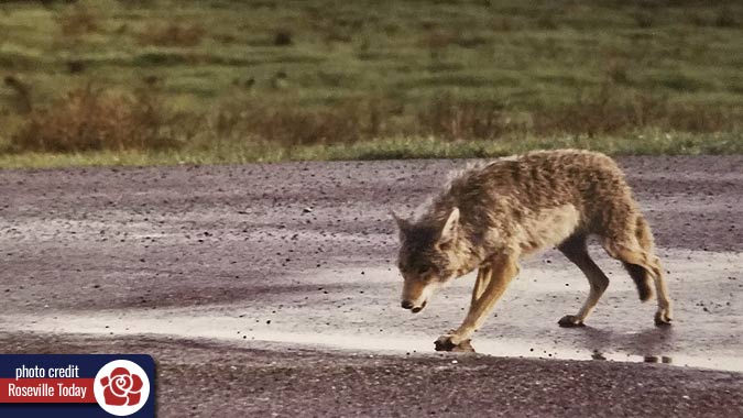 Wild coyote with menacing look