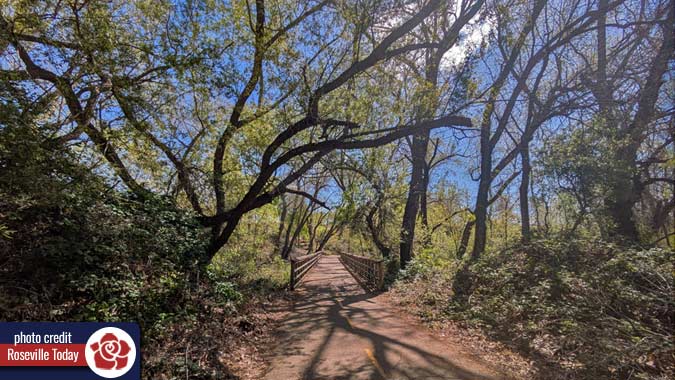 Bridge along trail