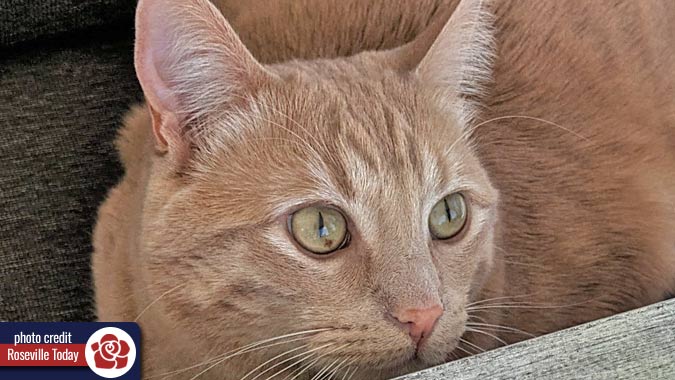 Adopted cat