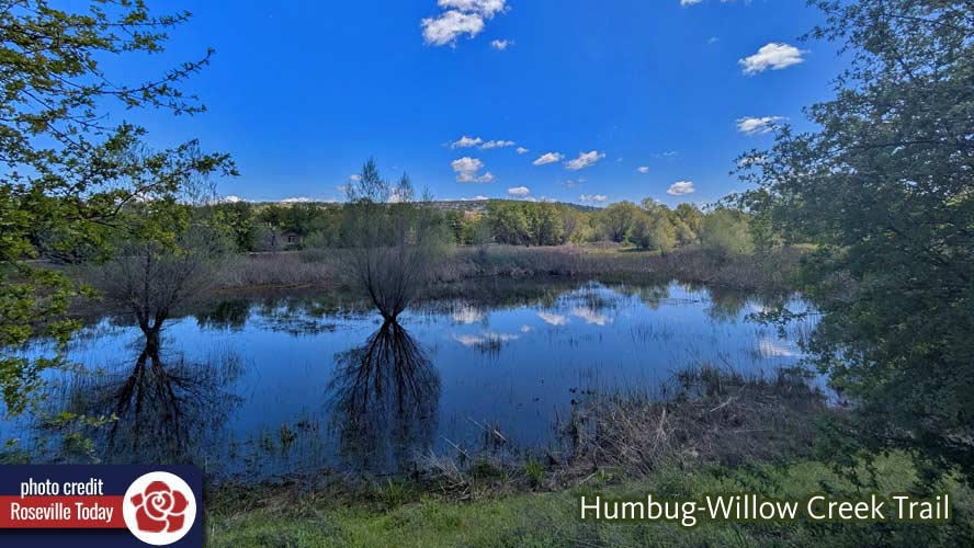 Pond along Humbug-Willow Creek Trail in Folsom