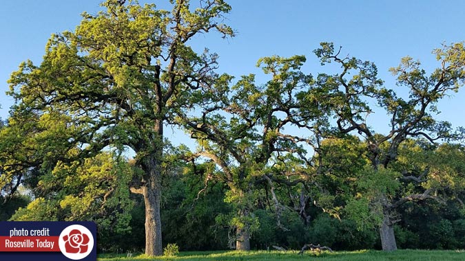 Trees in Roseville