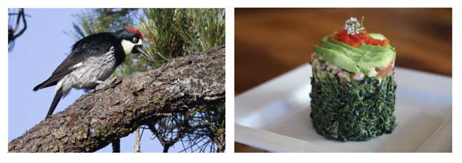 bird watching and dining at Stanford Inn