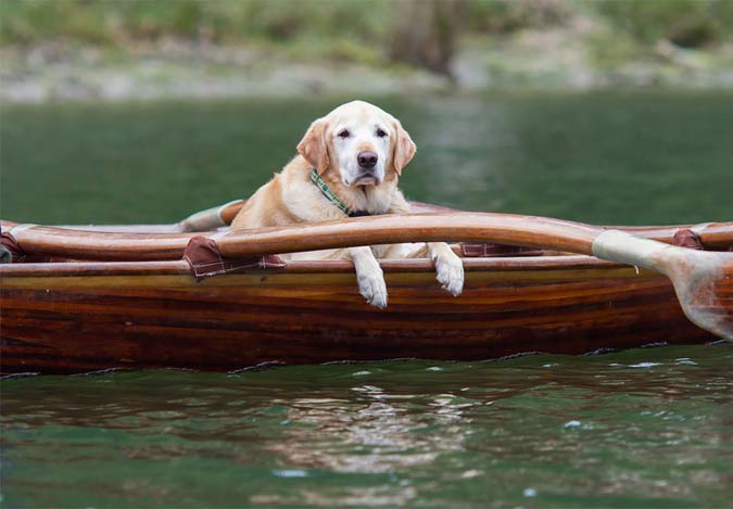 dog relaxing on canoe