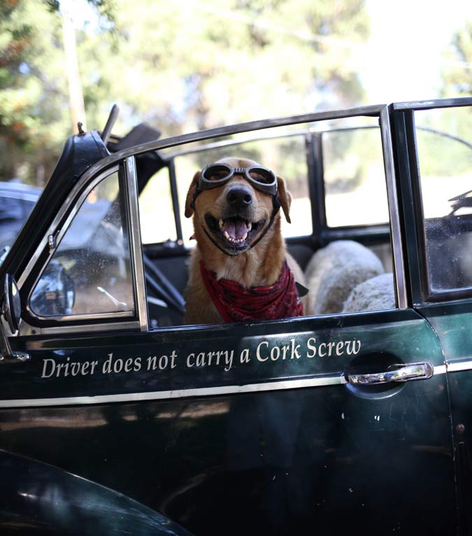dog with aviator glasses