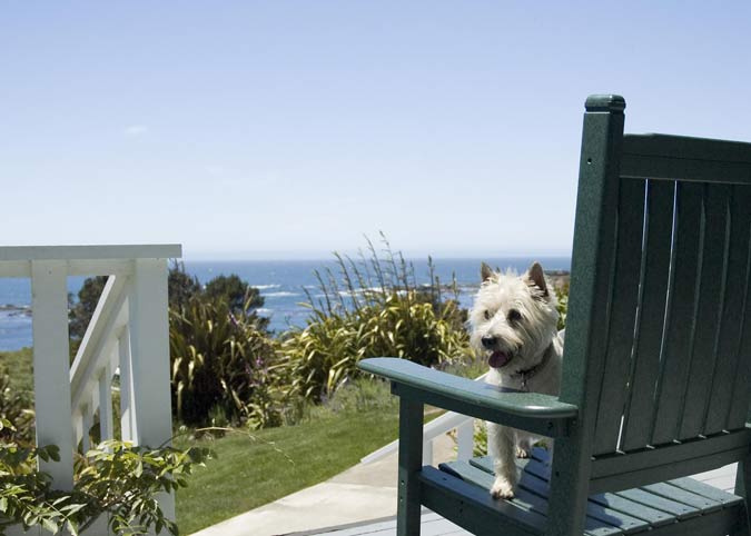 dog chillin' in Mendocino