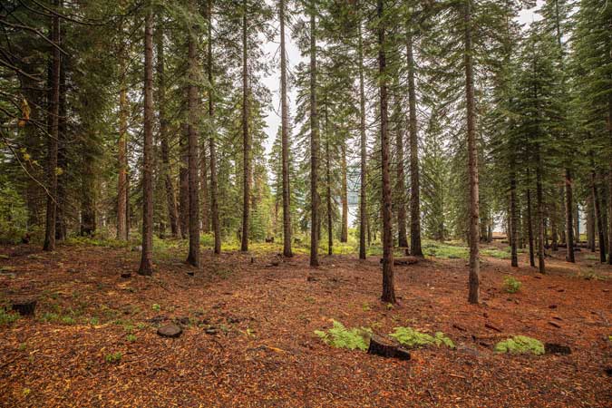 cleared forest floor