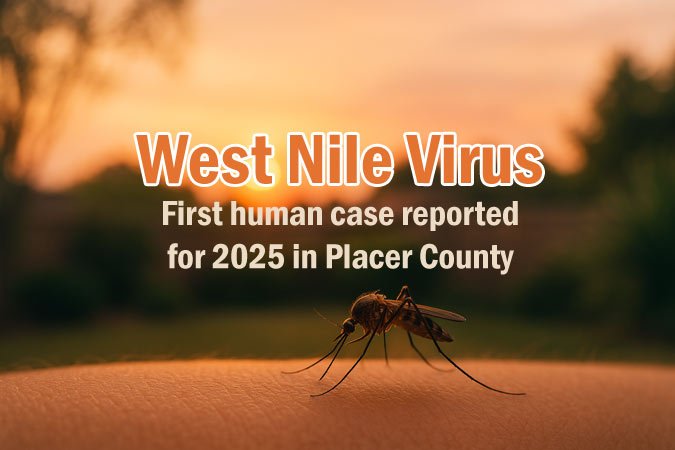 mosquito at sunset on human skin