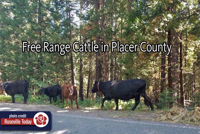 free range cattle in Placer County