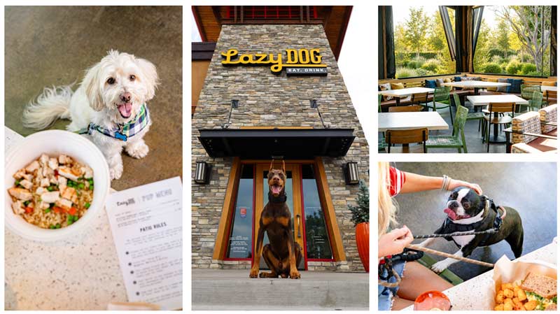 Lazy Dog to celebrate National Dog Day